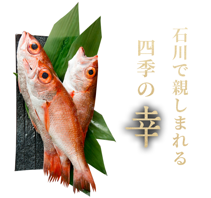 金沢市で普段のお食事や一人飲み 出張 観光で新鮮な魚料理を愉しむなら